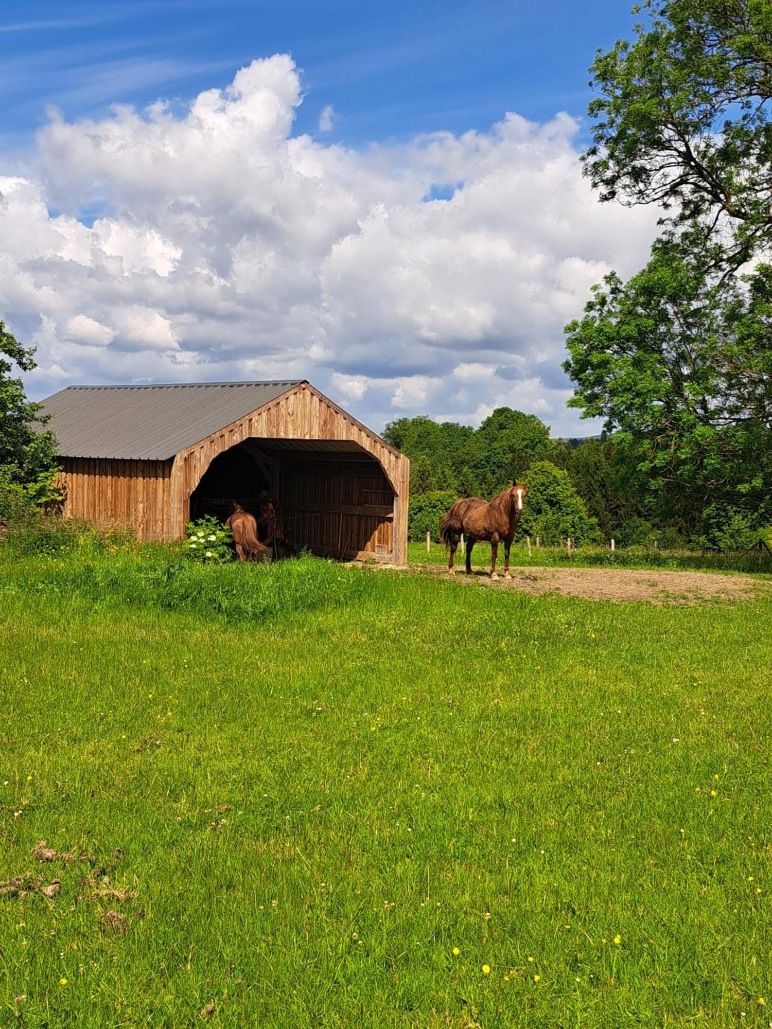Gite L'Olivier A Filly - Nadrin, Entre Houffalize Et La Roche-En-Ardenne Eksteriør billede